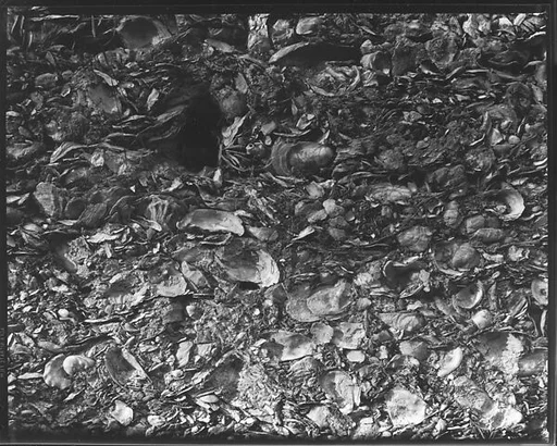 [Tabby Shell Construction Detail, St. Mary's, Georgia]