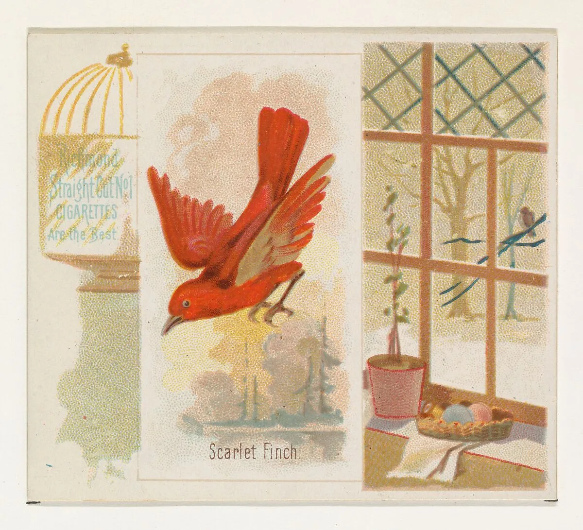 Scarlet Finch, from the Song Birds of the World series (N42) for Allen & Ginter Cigarettes — Allen & Ginter|George S. Harris & Sons