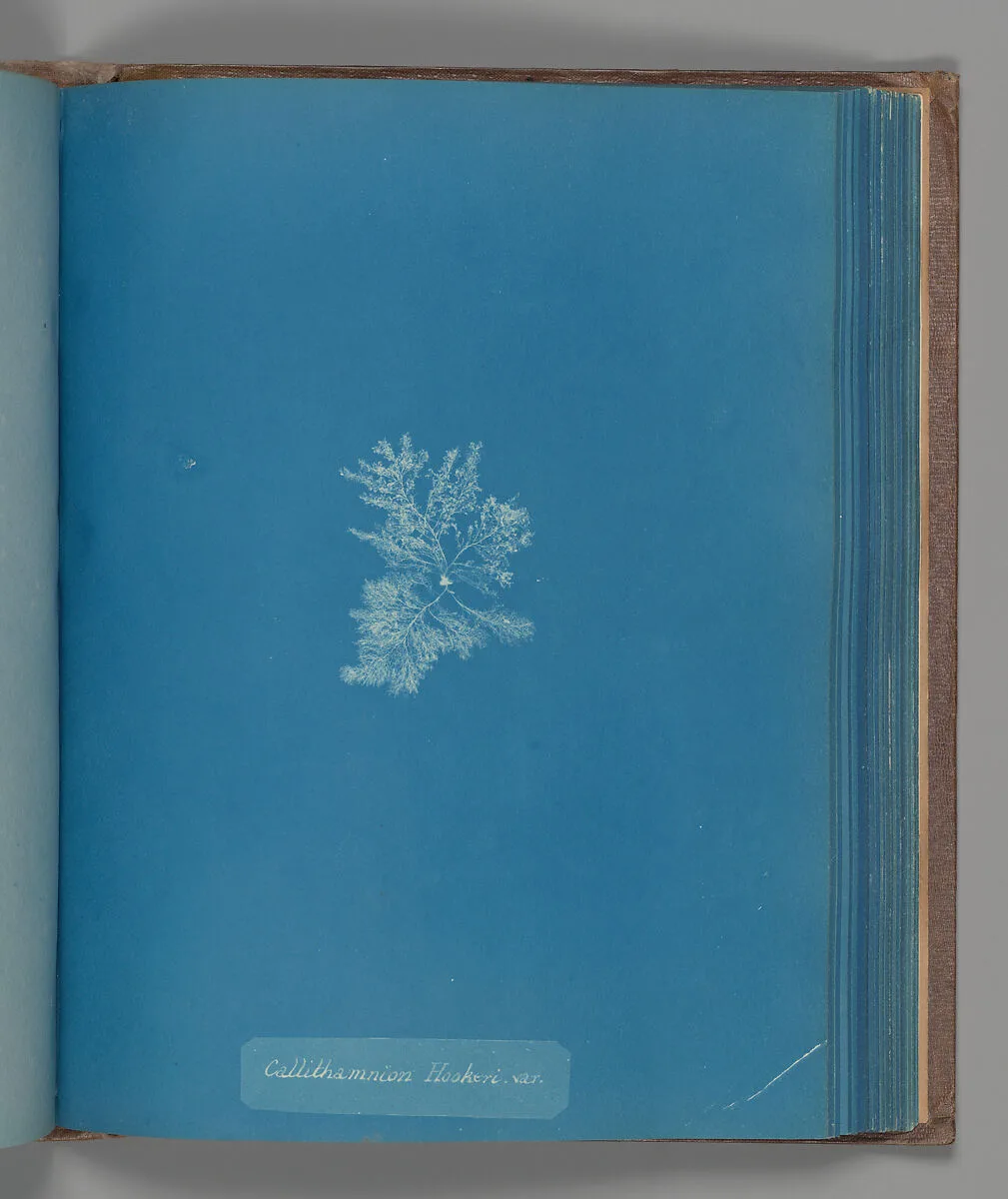Callithamnion Hookeri, var. — Anna Atkins