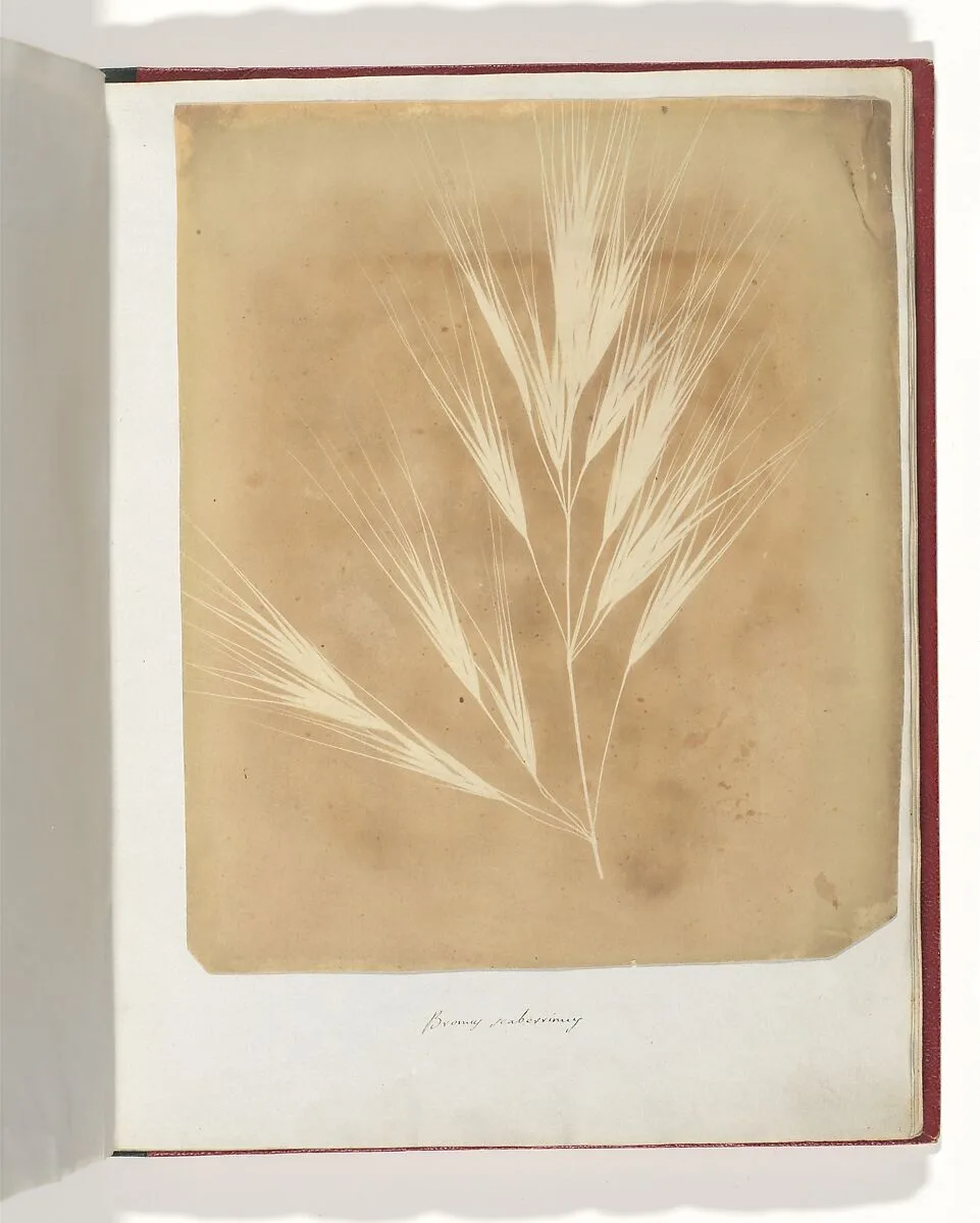 Bromus Maximus, Genoa — William Henry Fox Talbot