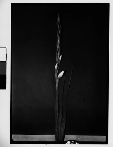[Gladiola in Front of Backdrop, Darien, Connecticut]