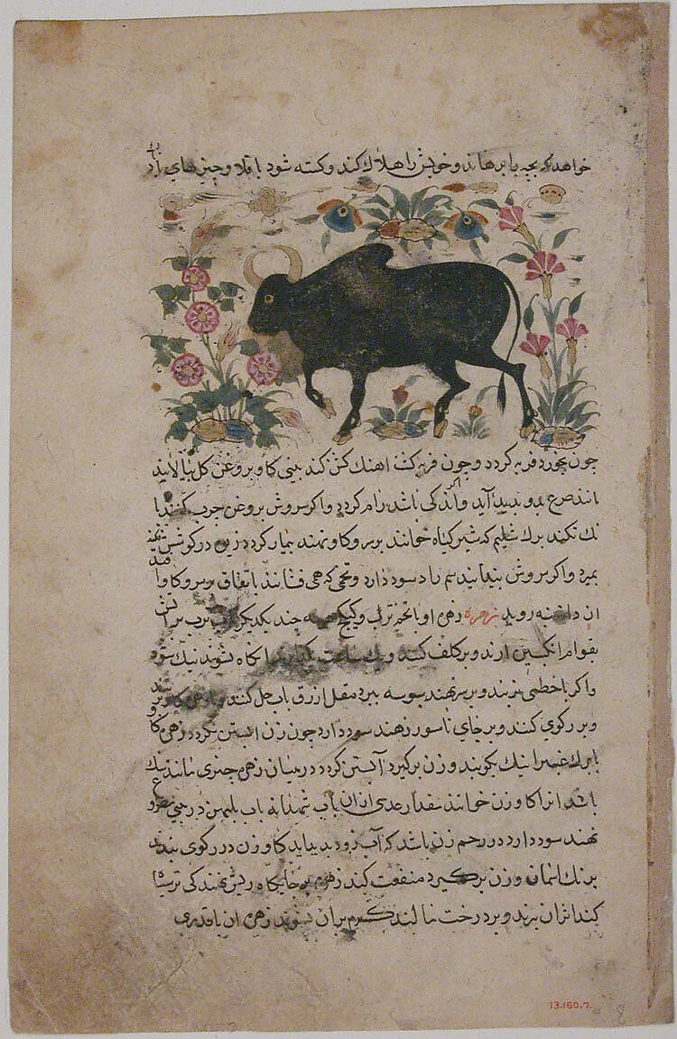 "A Bull", Folio from a Dispersed Nuzhatnama-i ‘Ala’i of Shahmardan ibn Abi’l Khayr — Shamardan ibn Abi 'l Khayr