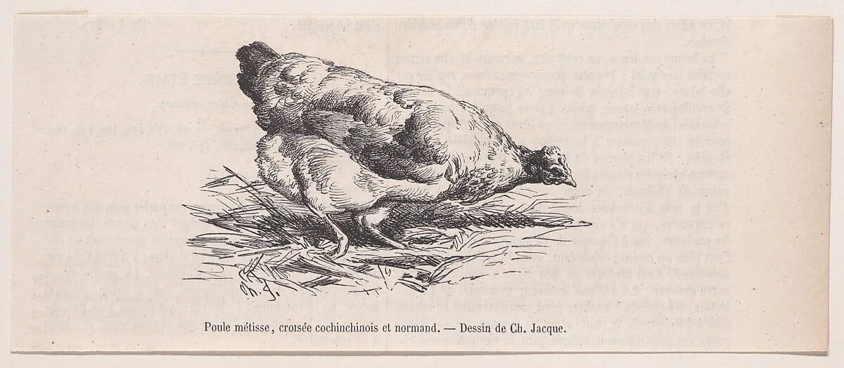 Poule métisse, croisée cochinchinois et normand, from "Le Magasin Pittoresque" — Charles Jacque