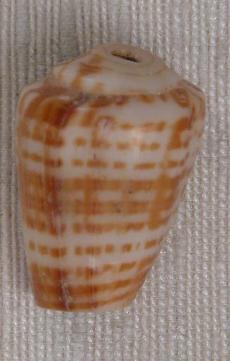Bead