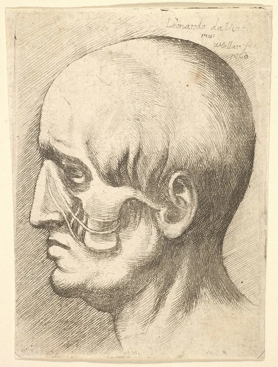 Male head in profile to left with muscles exposed — Leonardo da Vinci|Wenceslaus Hollar