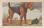 Airedale Terrier from Our Friend – the Dog Educational Pictures (W608-4) — Unknown