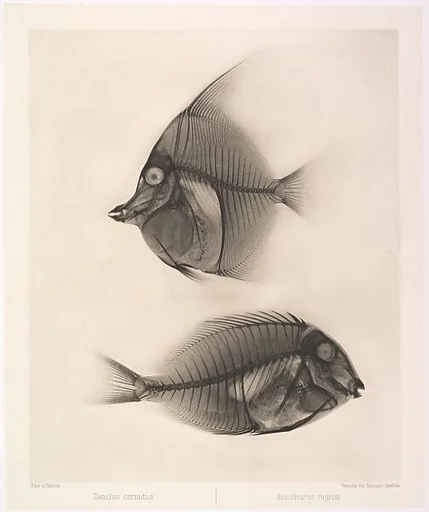 Zanclus cornutus / Acanthurus nigros