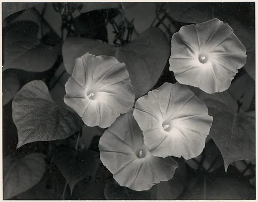 Morning Glories, Massachusetts