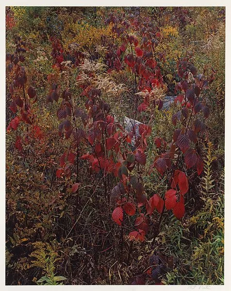 Blackberry Bushes, Adirondack Park, New York — Eliot Porter