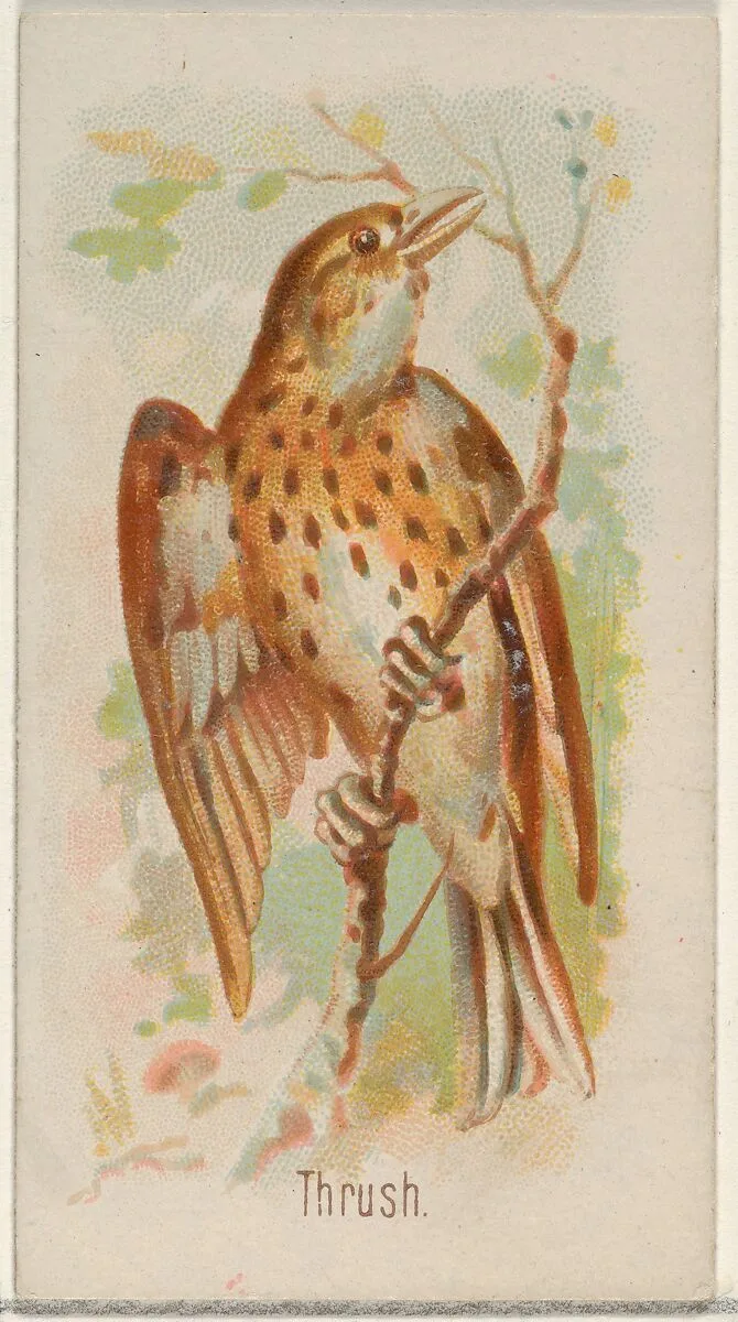 Thrush, from the Song Birds of the World series (N23) for Allen & Ginter Cigarettes — George S. Harris & Sons|Allen & Ginter
