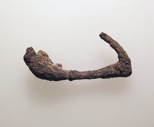 Fibula