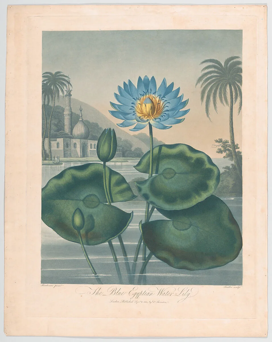 The Blue Egyptian Water Lily, from "The Temple of Flora, or Garden of Nature" — Robert John Thornton|Joseph Constantine Stadler|Peter Charles Henderson