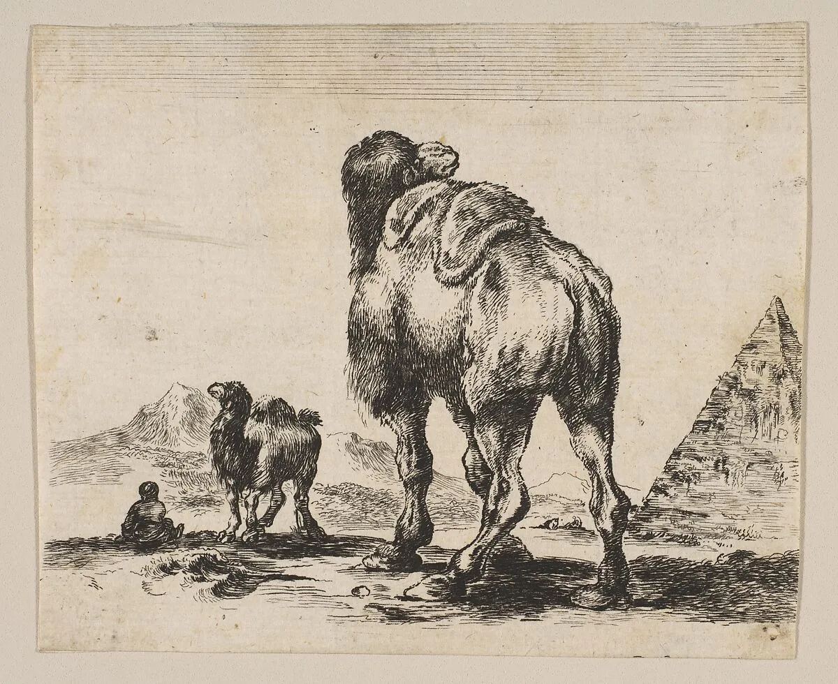 Plate 18: Camel viewed from behind with pyramid at right, from "Various animals" (Diversi animali) — Stefano della Bella