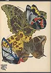 Papillons, Pl. 15 — Tolmer Editeur|Emile-Allain Séguy