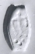Drilled half almond seal — Unknown