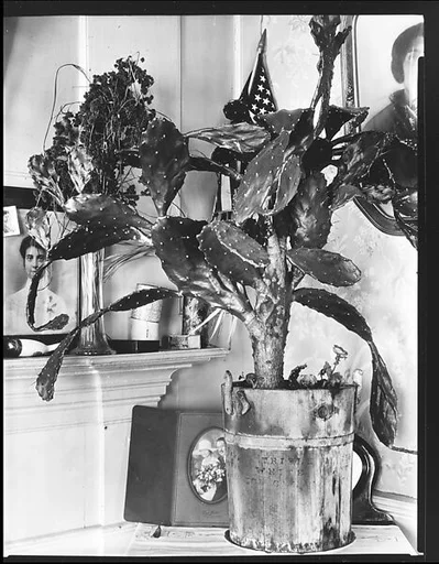 [Interior Detail of Cactus Plant and Family Photographs in De Luze House, Truro, Massachusetts]