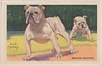 English Bulldog from Our Friend – the Dog Educational Pictures (W608-4) — Unknown