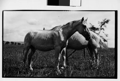 [Two Horses, Probably Canada]