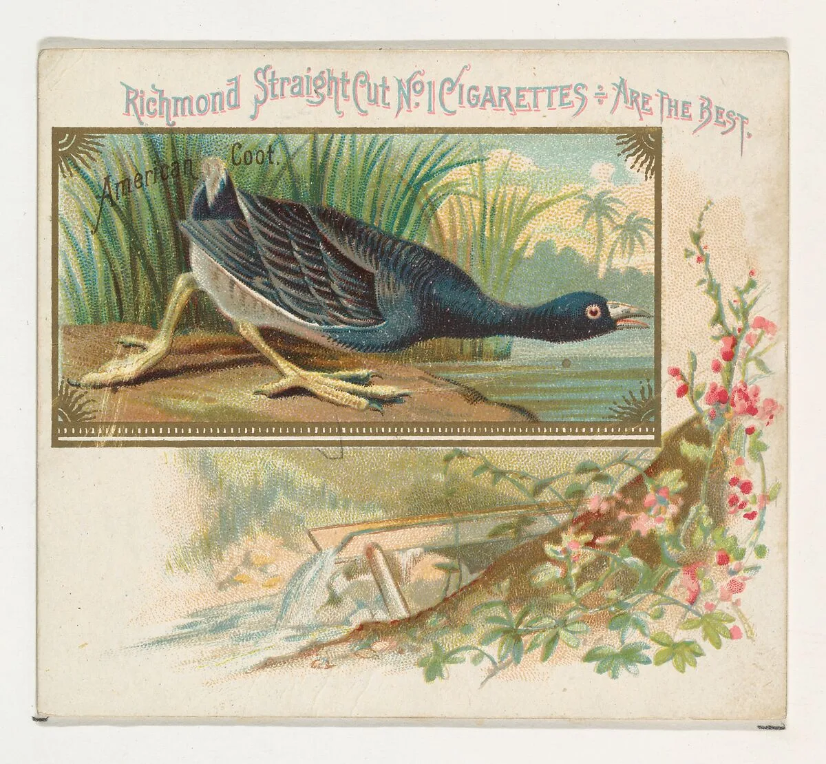 American Coot, from the Game Birds series (N40) for Allen & Ginter Cigarettes — Allen & Ginter