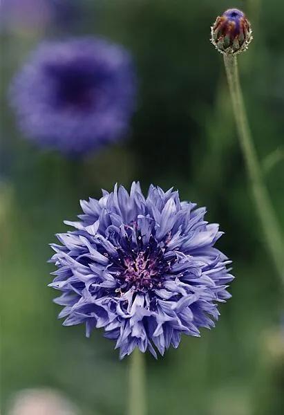 Large Cornflower—no. 47, Düsseldorf — Thomas Struth