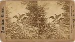 [22 Stereographic Views of Eagles Statue, Central Park, New York]