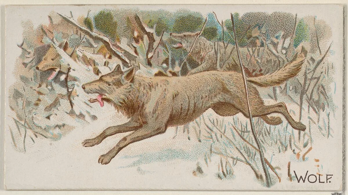 Wolf, from the Quadrupeds series (N21) for Allen & Ginter Cigarettes — Allen & Ginter|Lindner, Eddy & Claus