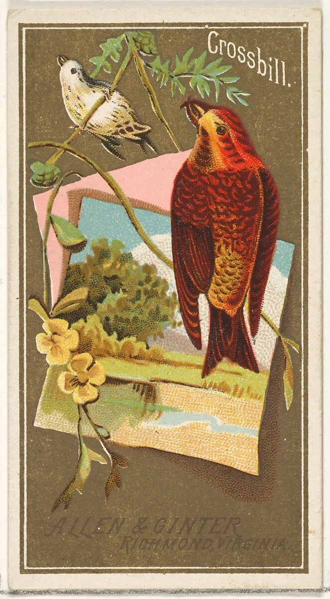Crossbill, from the Birds of America series (N4) for Allen & Ginter Cigarettes Brands — Allen & Ginter