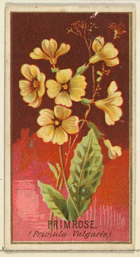 Primrose (Primula Vulgaris), from the Flowers series for Old Judge Cigarettes