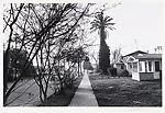 Street Scene, Trees & Houses, Hollywood, California