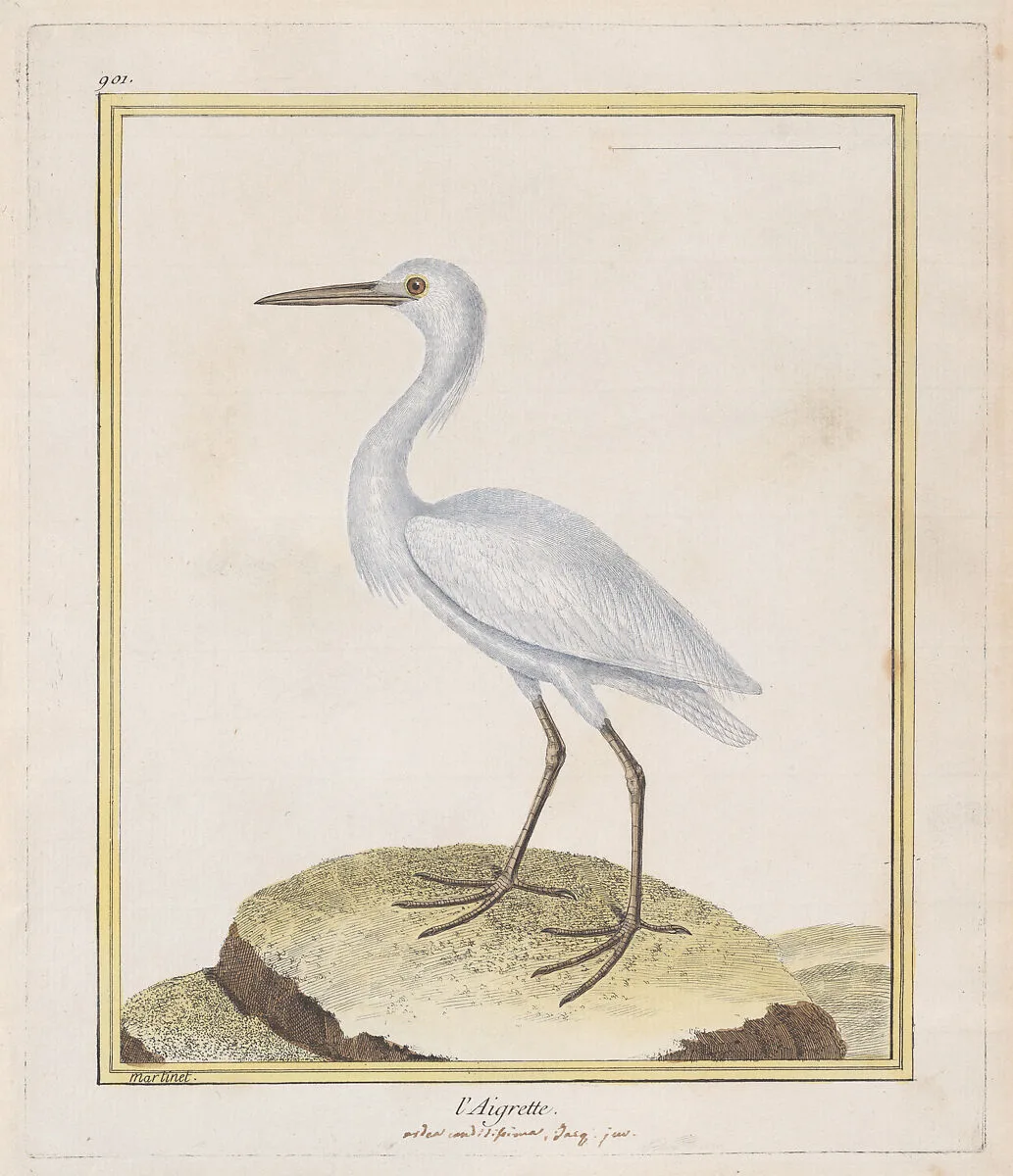 L'Aigrette (Egret), from "Histoire Naturelle de Oiseaux" — Georges Louis Leclerc, comte de Buffon|François Nicolas Martinet