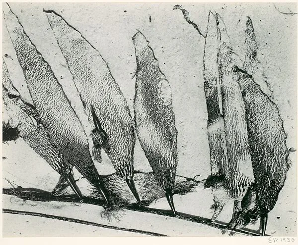 Seaweed, Carmel — Edward Weston|Brett Weston|Cole Weston