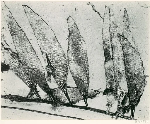 Seaweed, Carmel