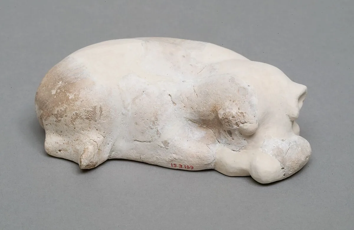 Hippopotamus — Unknown