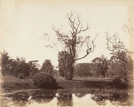 [Botanical Gardens, Calcutta]