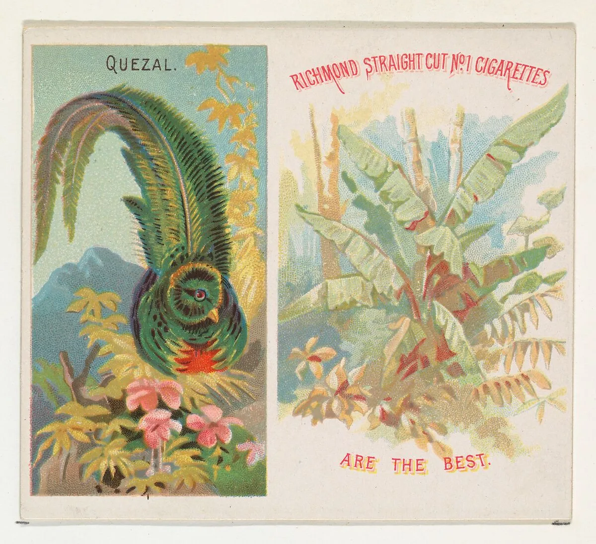 Quezal, from Birds of the Tropics series (N38) for Allen & Ginter Cigarettes — Allen & Ginter|George S. Harris & Sons