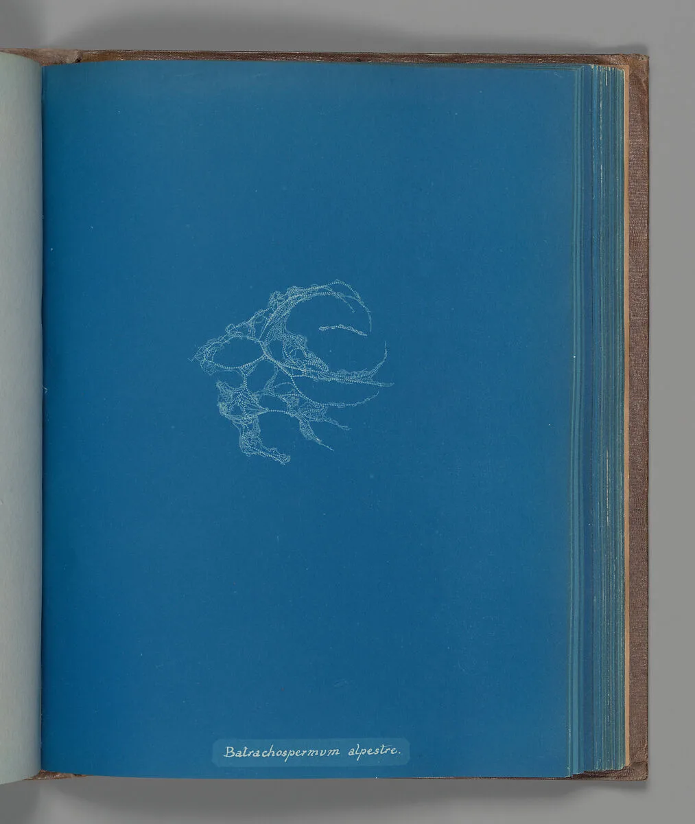 Batrachospermum alpestre — Anna Atkins
