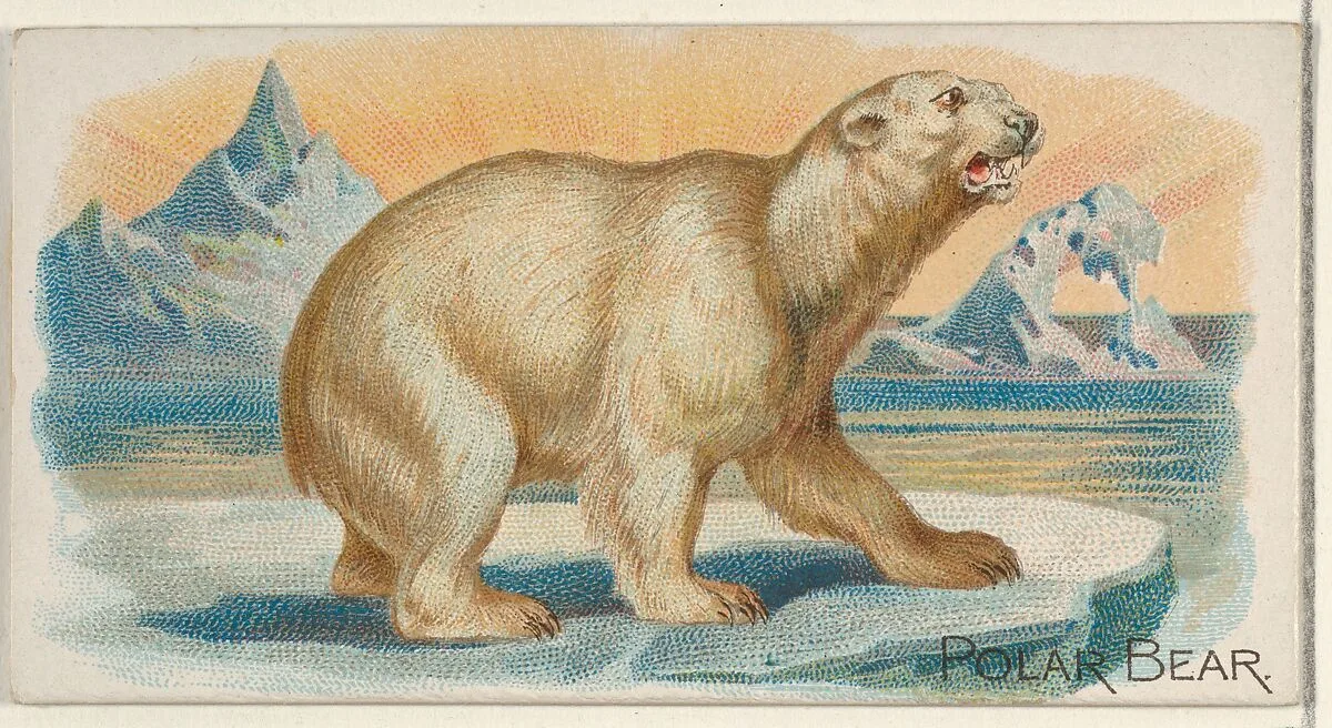 Polar Bear, from the Quadrupeds series (N21) for Allen & Ginter Cigarettes — Allen & Ginter|Lindner, Eddy & Claus