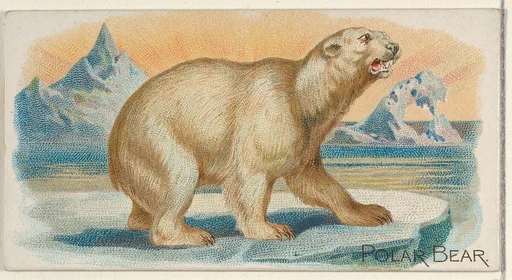 Polar Bear, from the Quadrupeds series (N21) for Allen & Ginter Cigarettes