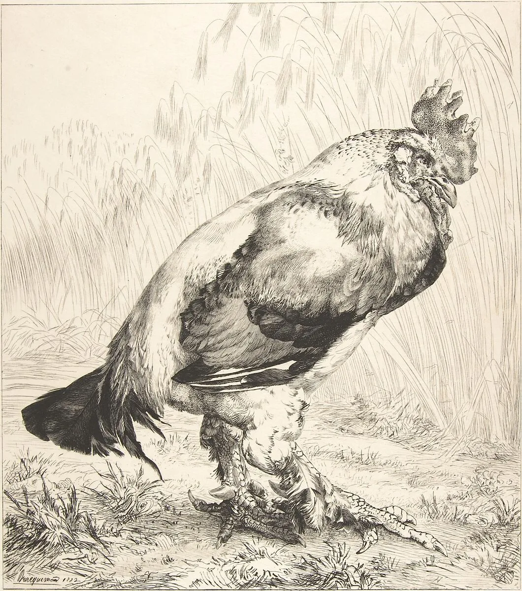 The Old Cock — Félix Bracquemond