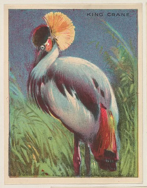 King Crane, collector card from the Animals series (D9), issued by the Weber Baking Company to promote Onist Milk and Pullman Bread — Weber Baking Company