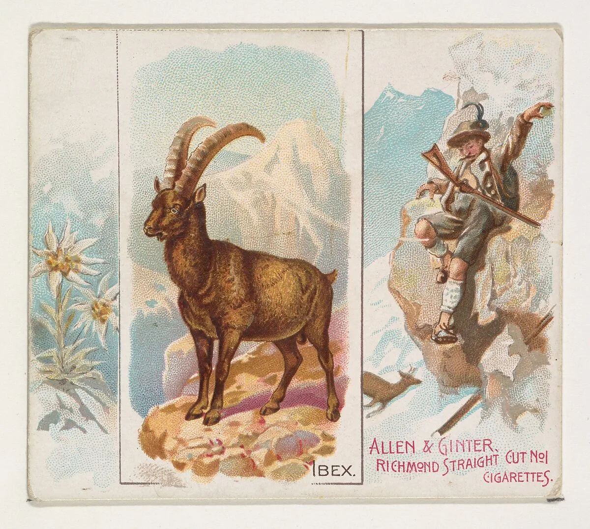 Ibex, from Quadrupeds series (N41) for Allen & Ginter Cigarettes — Allen & Ginter|Lindner, Eddy & Claus