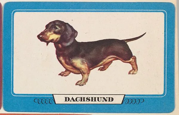 Dachshund, bakery insert card from the Dogs series (D26), issued by the Omar Baking Company — Omar Baking Company