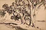 Live Oaks