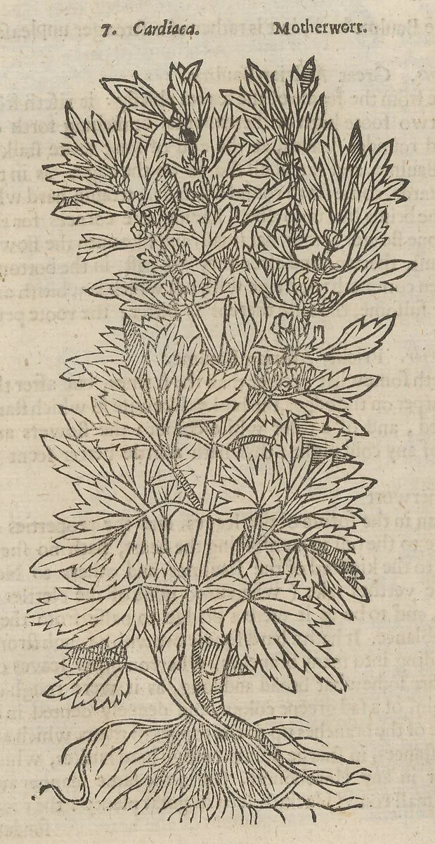 Theatrum Botanicum, the Theatre of Plants or An Universal and Compleat Herball. — John Parkinson|William Marshall|Thomas Cotes|John Parkinson|Bayntun
