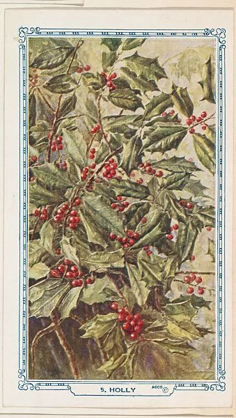 5. Holly, bakery insert card from the Flower Pictures series (D36), issued by the Freihofer Baking Company — Freihofer Baking Company