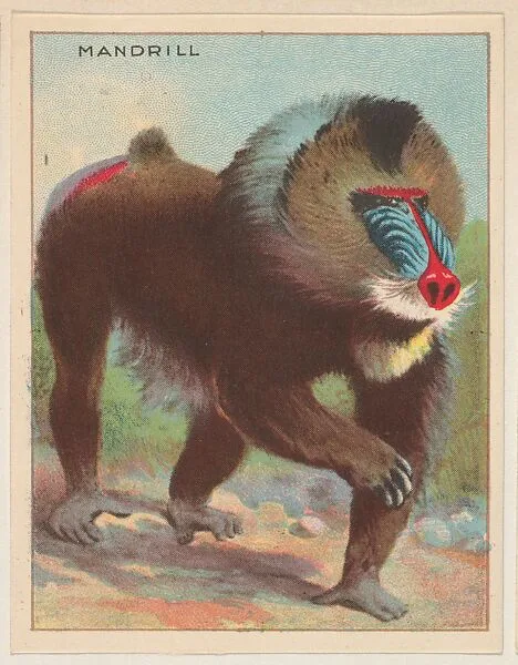 Mandrill, collector card from the Animals series (D9), issued by the Weber Baking Company to promote Onist Milk and Pullman Bread — Weber Baking Company
