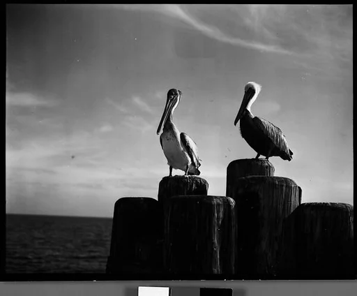 [Pelicans on Dock Piling, Florida]