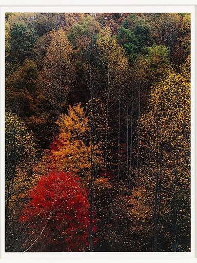 Poplars and Hillside, Newfound Gap Road, Great Smoky Mountains National Park, Tennessee