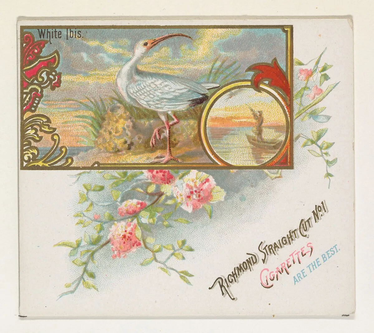 White Ibis, from the Game Birds series (N40) for Allen & Ginter Cigarettes — Allen & Ginter