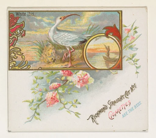 White Ibis, from the Game Birds series (N40) for Allen & Ginter Cigarettes